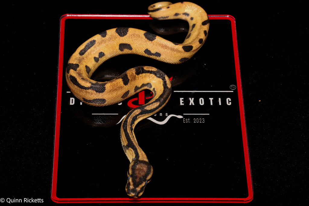 Super Orange Dream Fire Het Desert Ghost Het Piebald