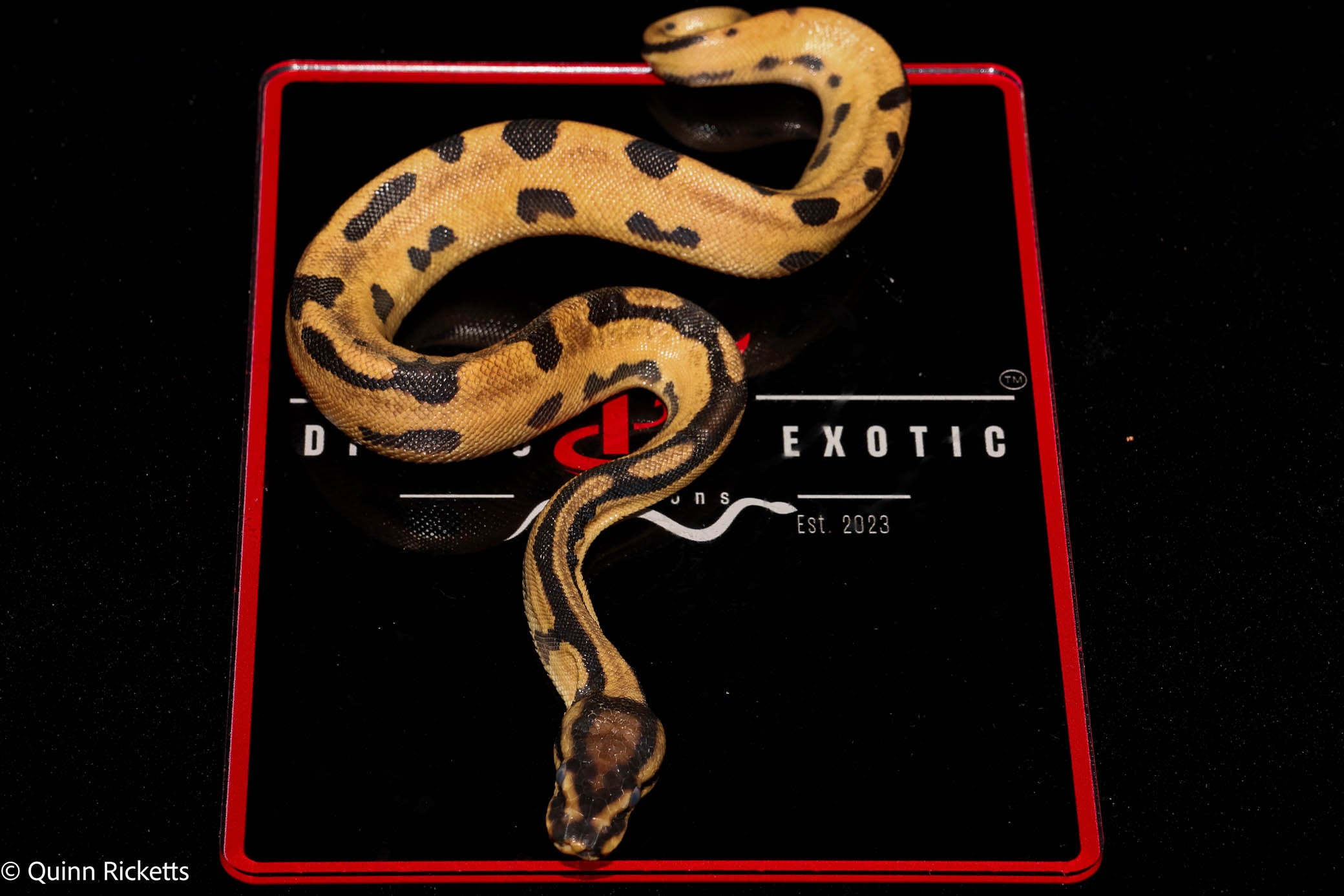 Super Orange Dream Fire Het Desert Ghost Het Piebald