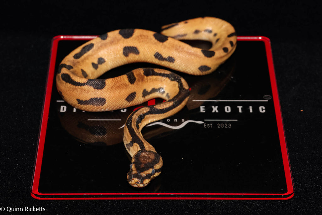 Super Orange Dream Fire Het Desert Ghost Het Piebald