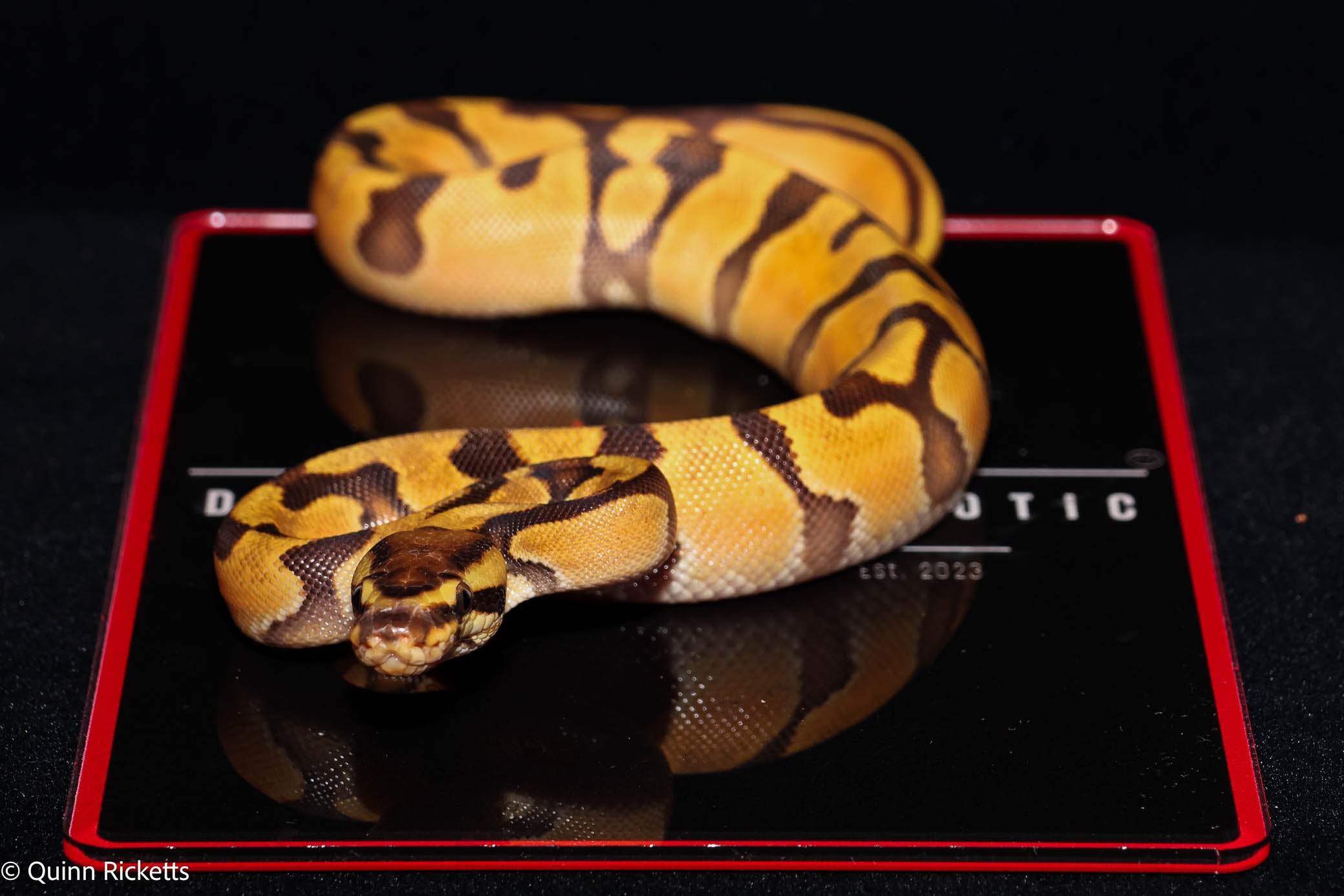 Orange Dream Enchi Ball Python