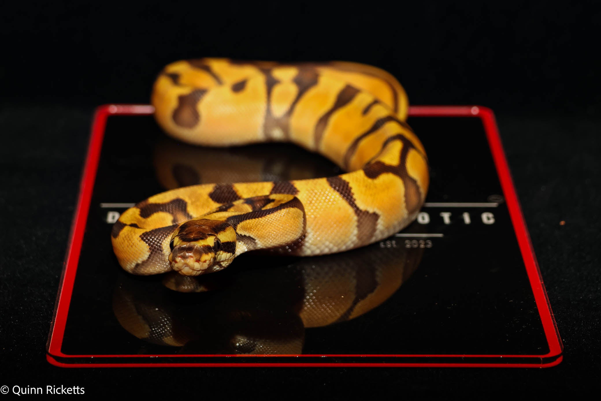 Orange Dream Enchi Ball Python