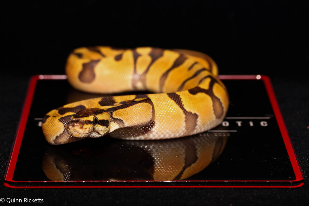 Orange Dream Enchi Ball Python