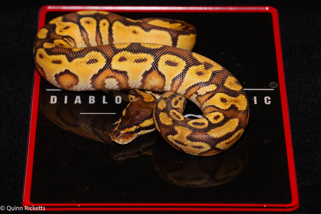 Orange Dream Bongo Hurricane Enchi 50% Het Piebald Ball Python