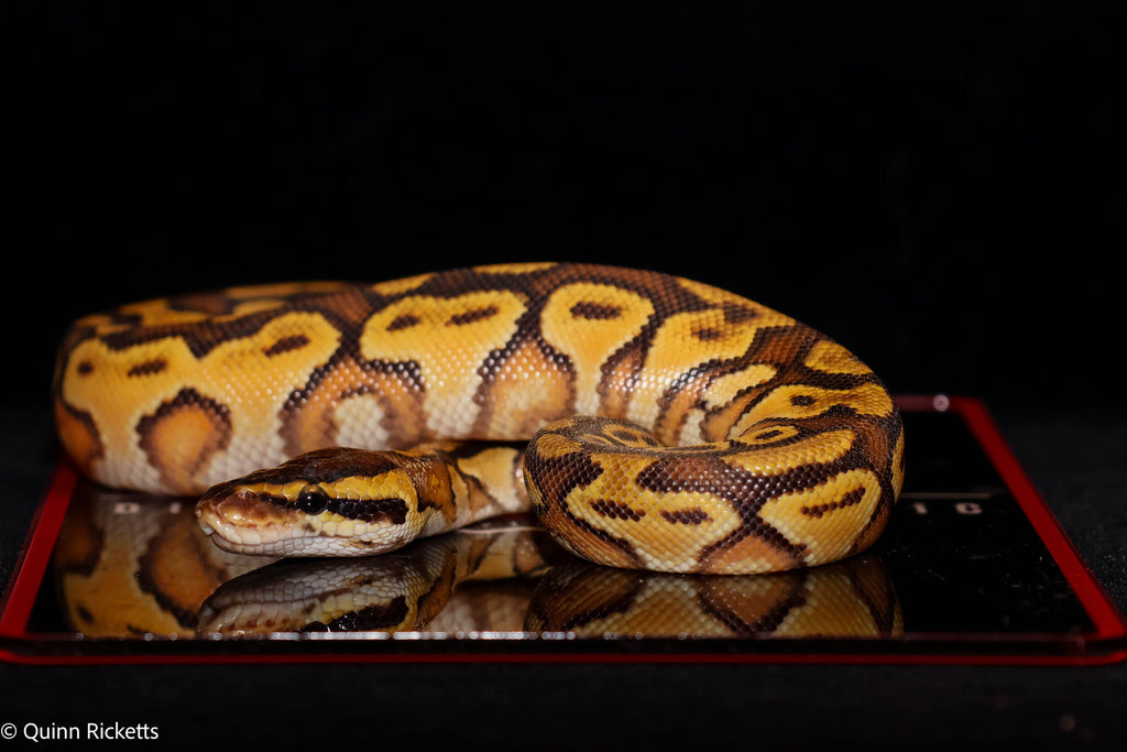 Orange Dream Bongo Hurricane Enchi 50% Het Piebald Ball Python
