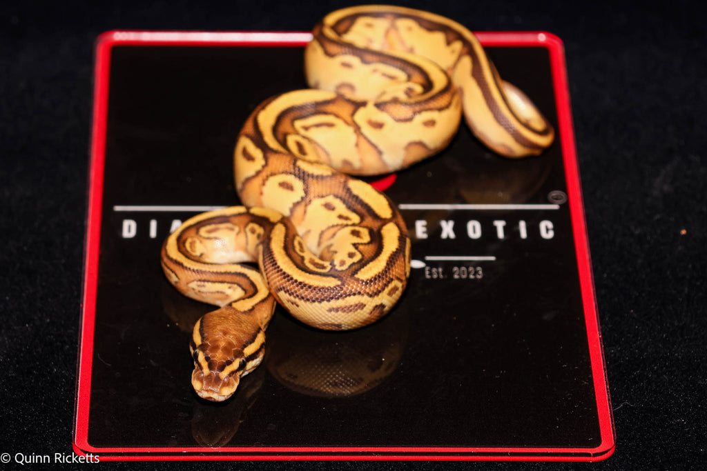 Orange Dream Bongo Hurricane Enchi Het Piebald Ball Python