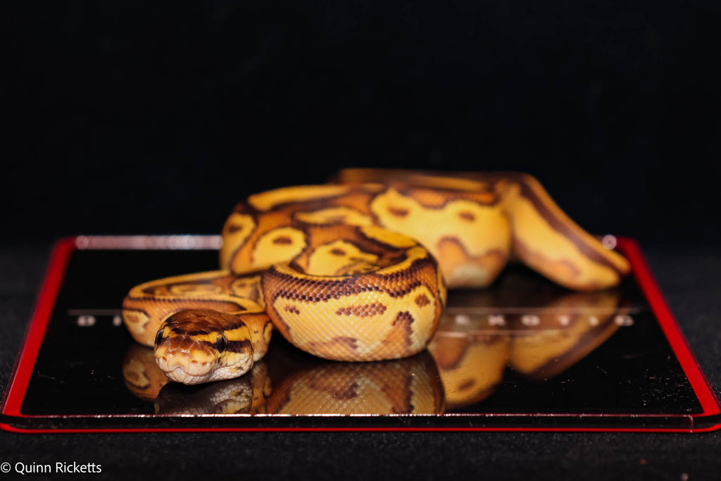 Orange Dream Bongo Hurricane Enchi Het Piebald Ball Python