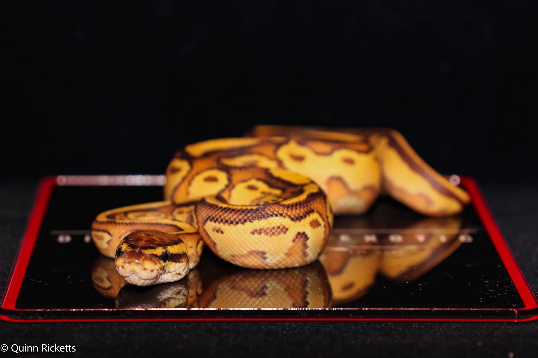 Orange Dream Bongo Hurricane Enchi Het Piebald Ball Python