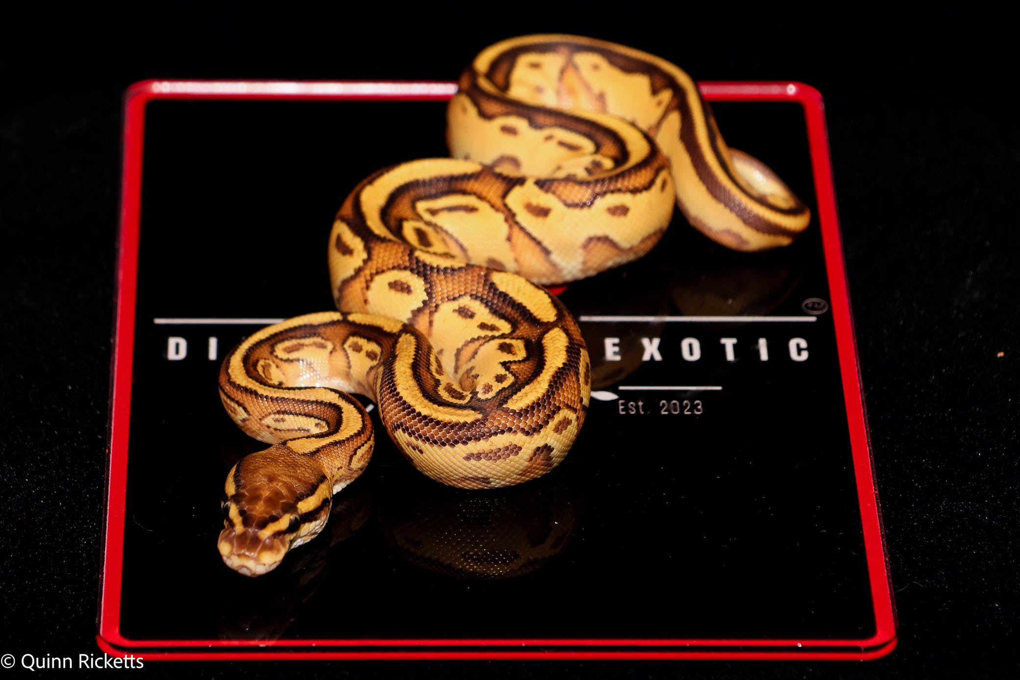 Orange Dream Bongo Hurricane Enchi Het Piebald Ball Python