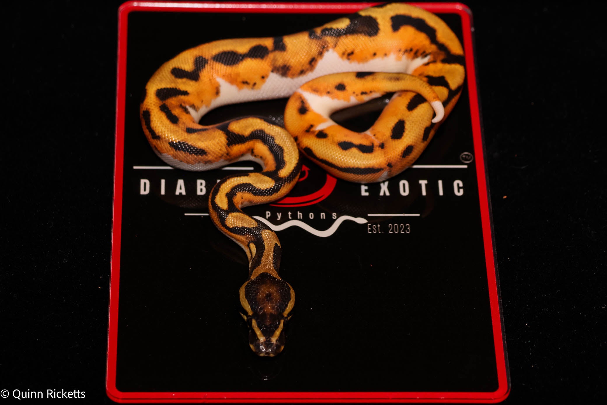 Bang Orange Dream Piebald Het Desert Ghost