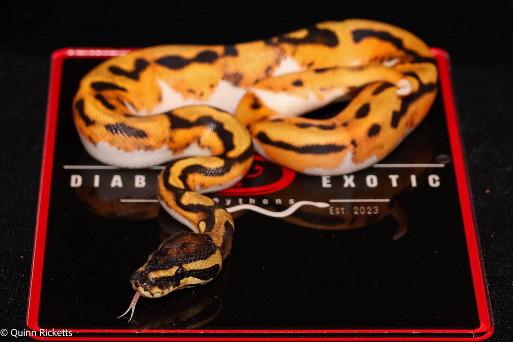 Bang Orange Dream Piebald Het Desert Ghost