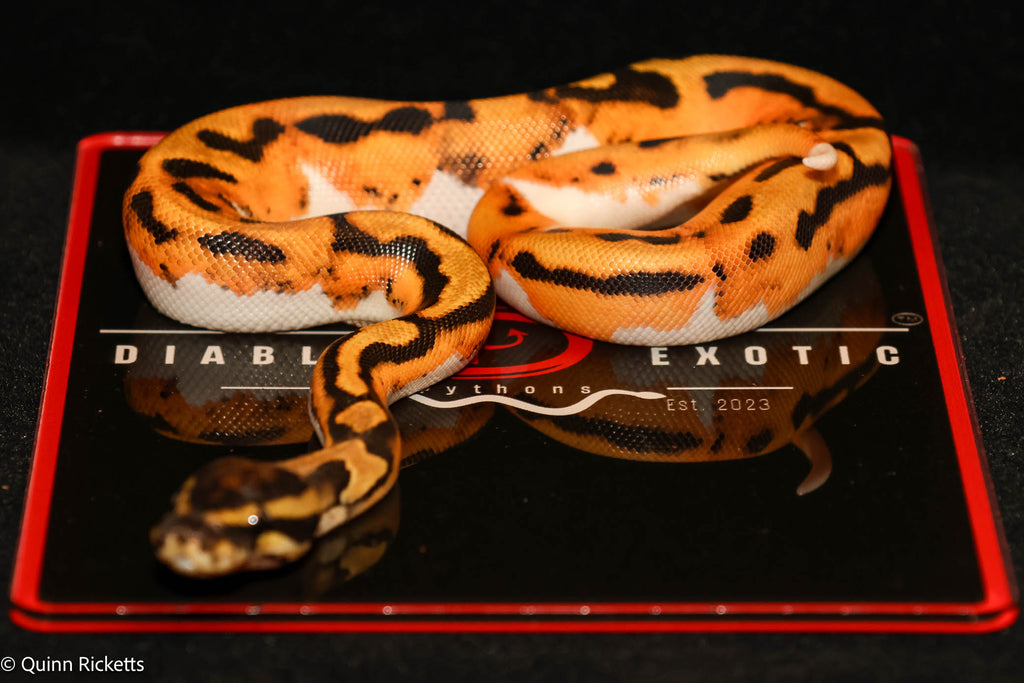 Bang Orange Dream Piebald Het Desert Ghost