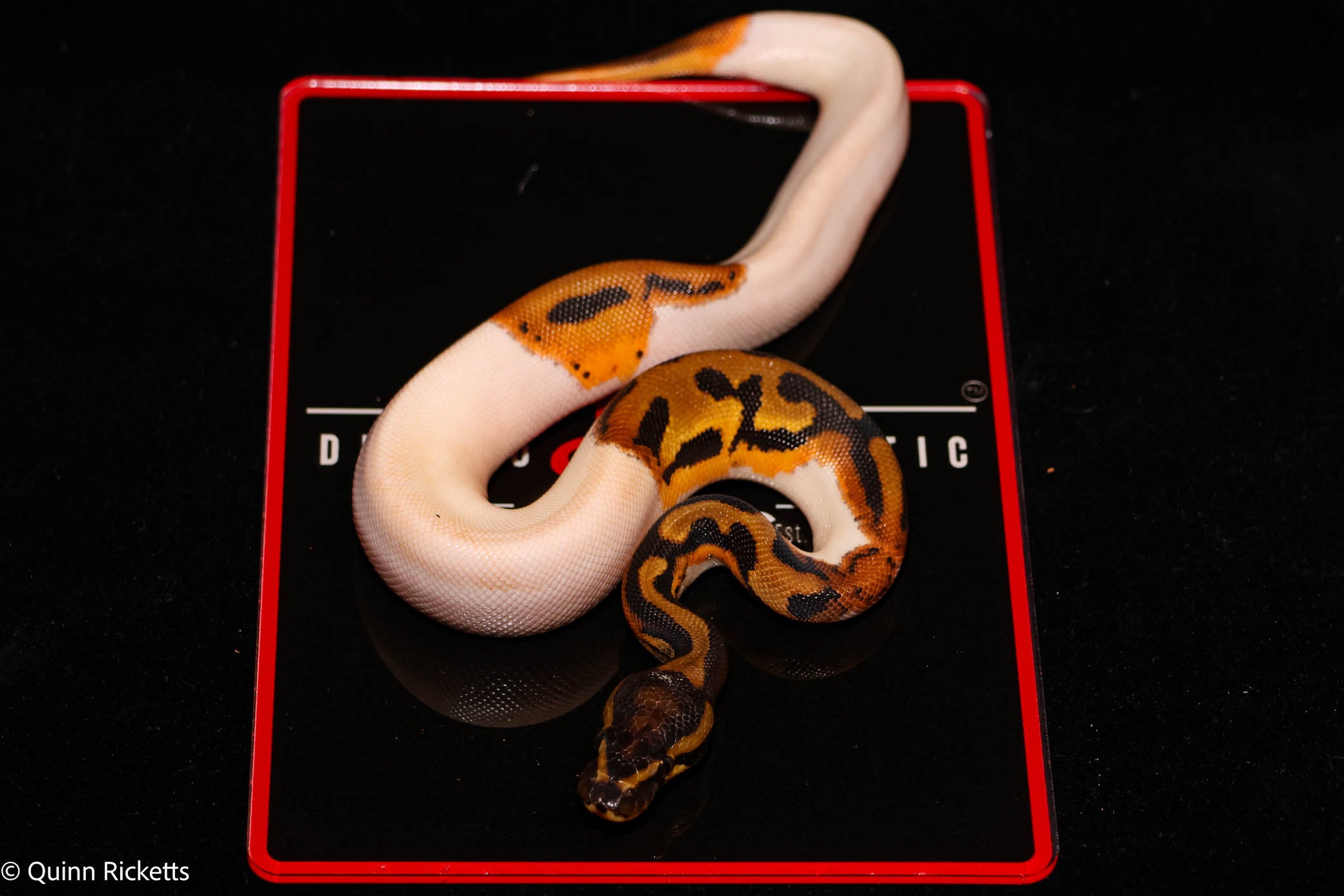 Bang Orange Dream Leopard Piebald Het Desert Ghost