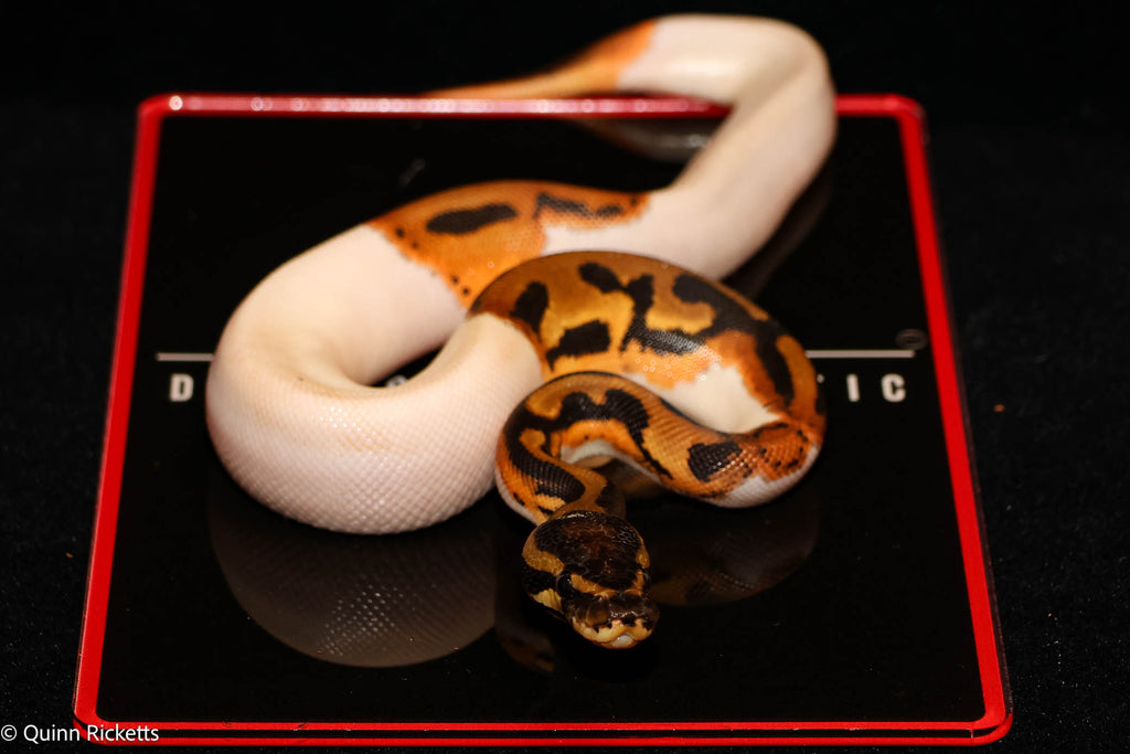 Bang Orange Dream Leopard Piebald Het Desert Ghost