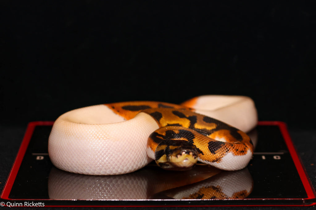Bang Orange Dream Leopard Piebald Het Desert Ghost