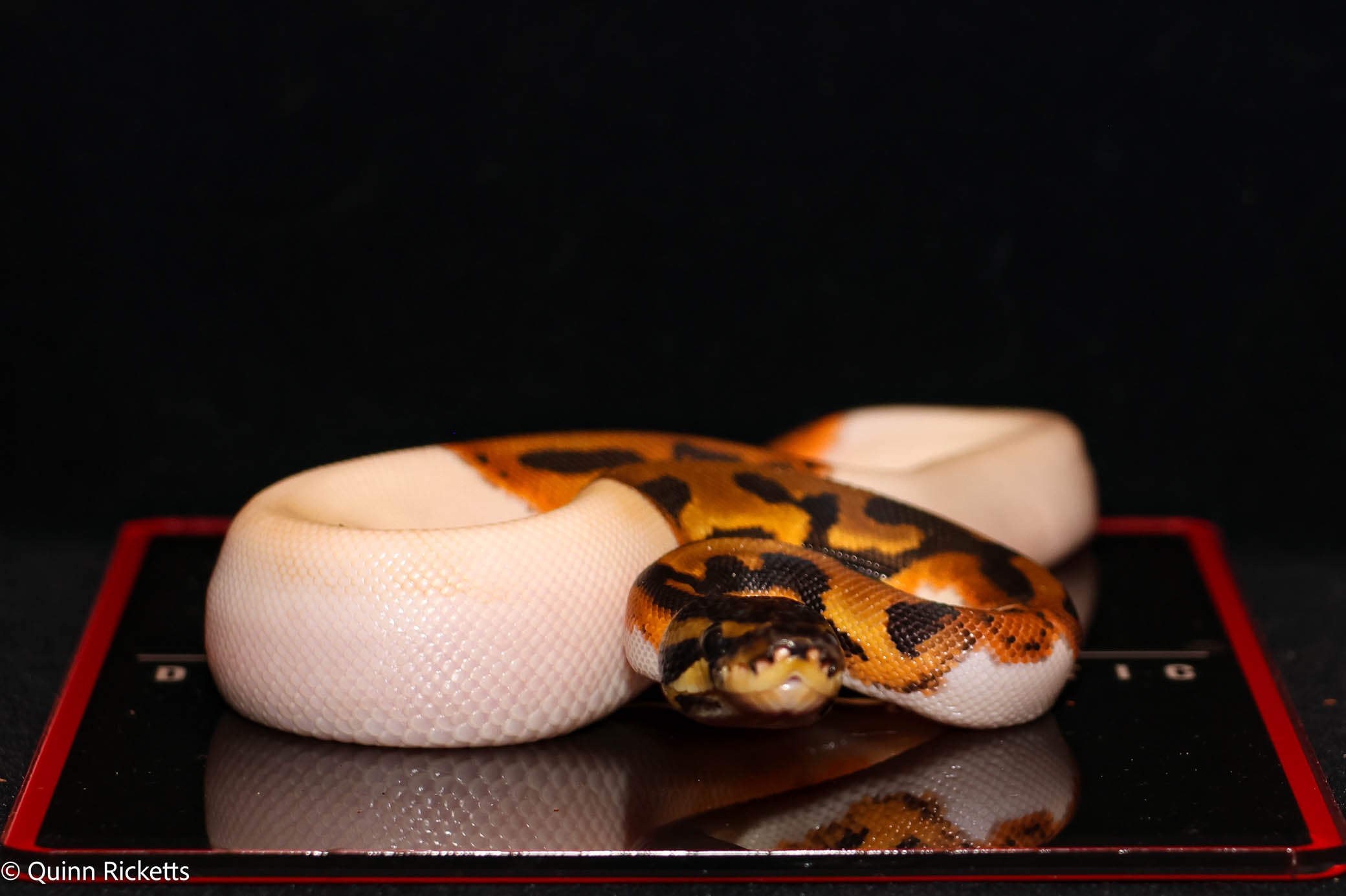 Bang Orange Dream Leopard Piebald Het Desert Ghost
