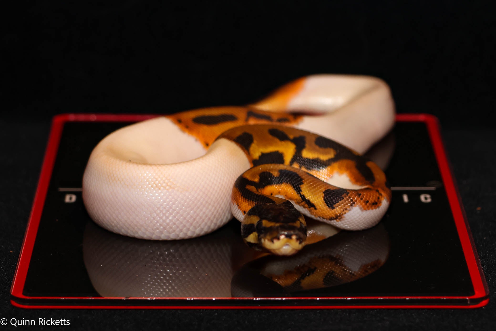 Bang Orange Dream Leopard Piebald Het Desert Ghost
