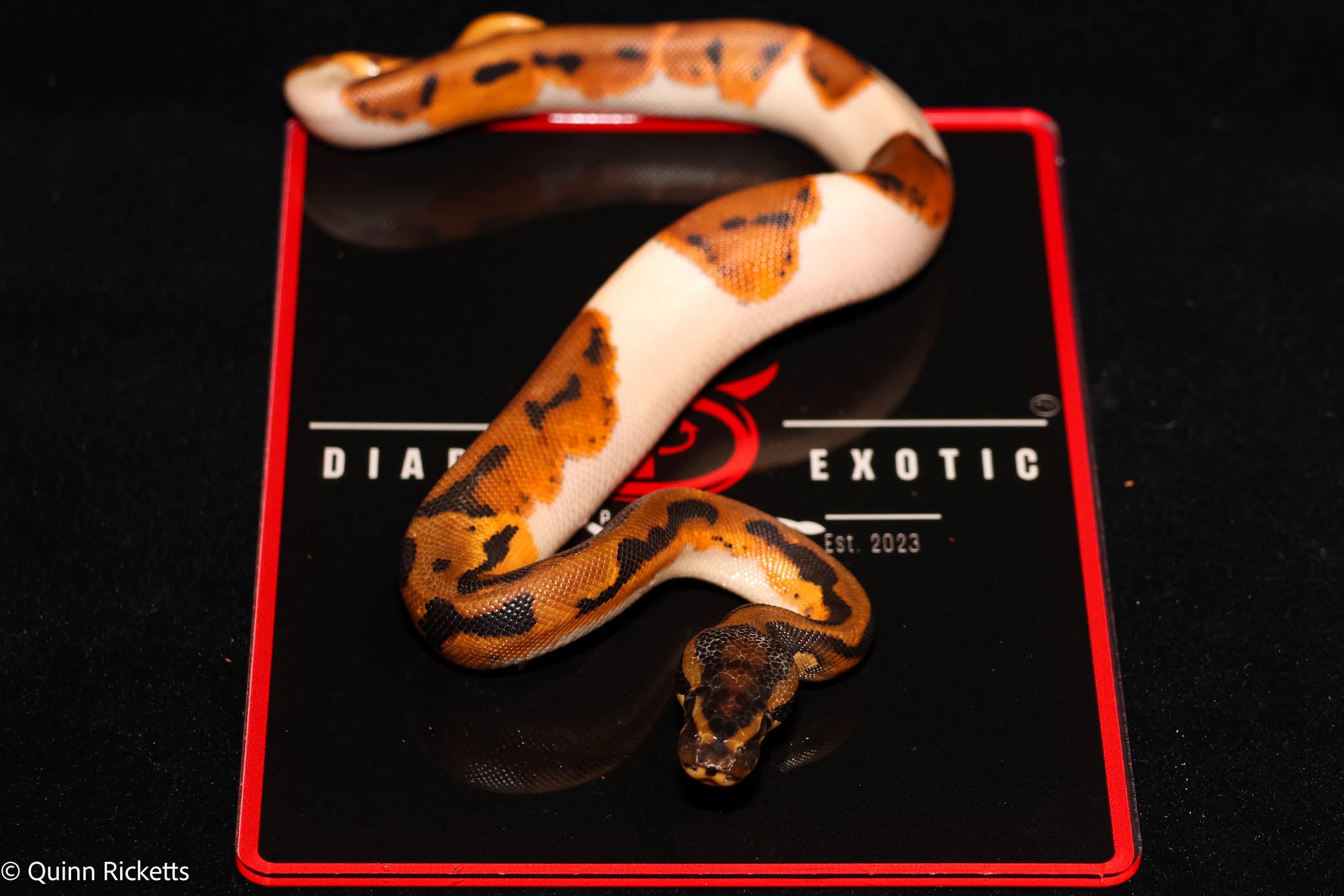 Bang Orange Dream Leopard Piebald Het Desert Ghost