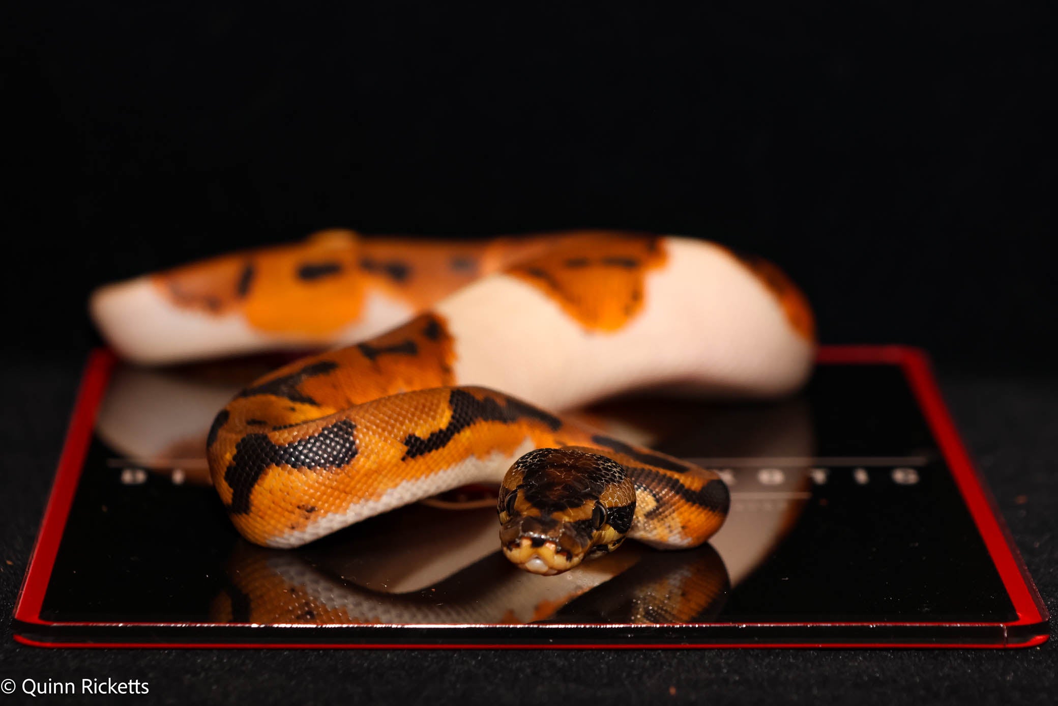 Bang Orange Dream Leopard Piebald Het Desert Ghost