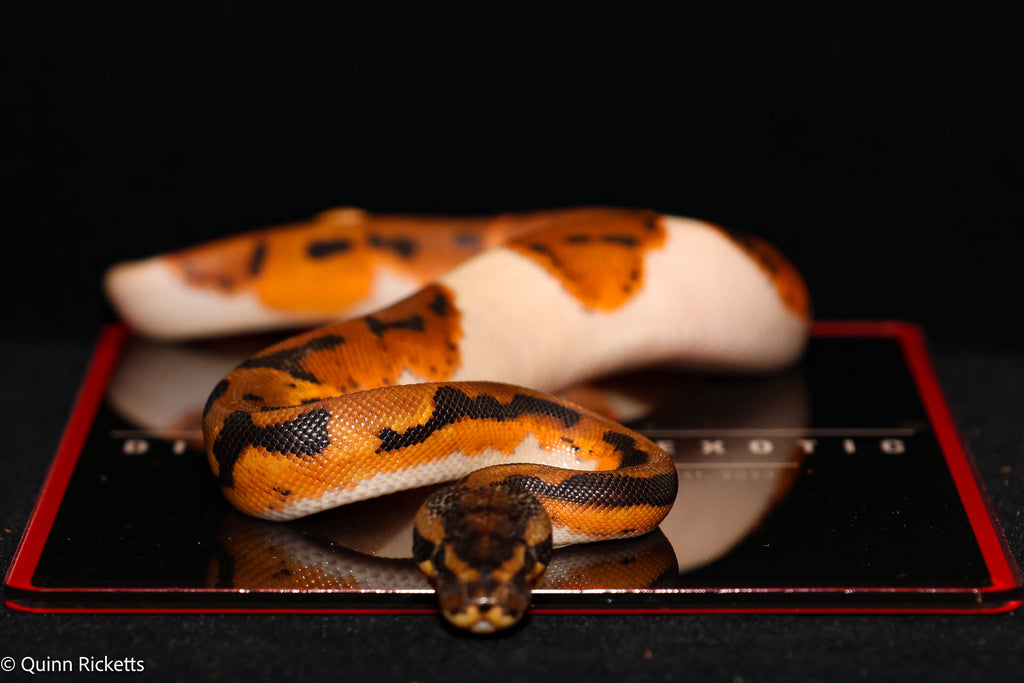 Bang Orange Dream Leopard Piebald Het Desert Ghost