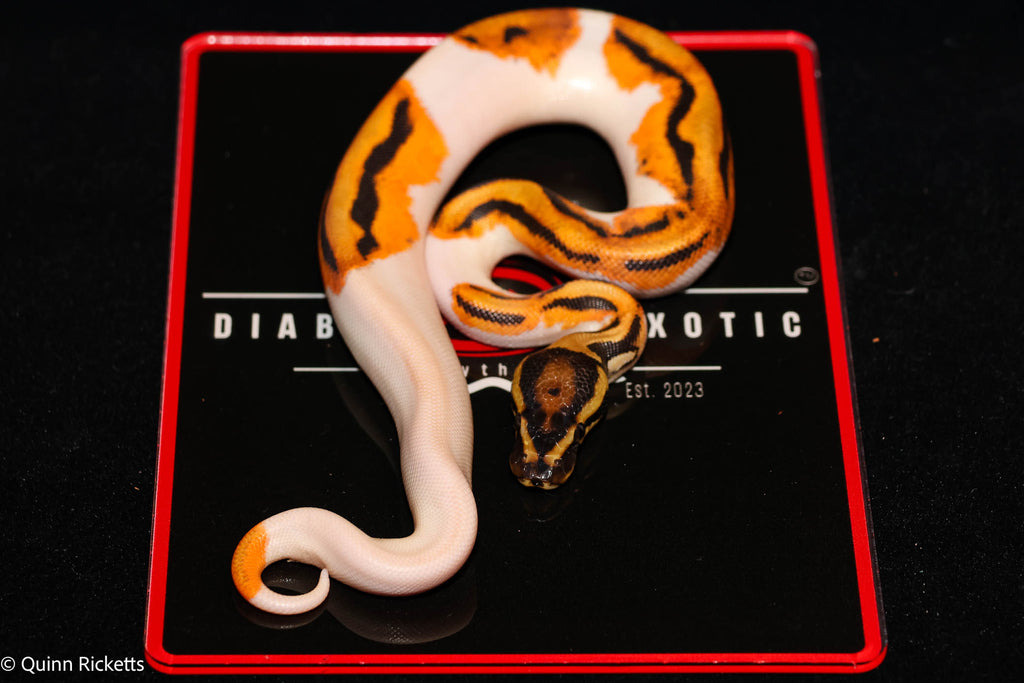 Bang Leopard Orange Dream Piebald Het Desert Ghost