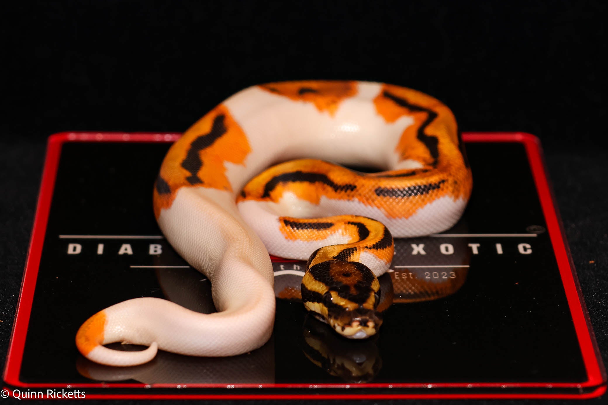 Bang Leopard Orange Dream Piebald Het Desert Ghost