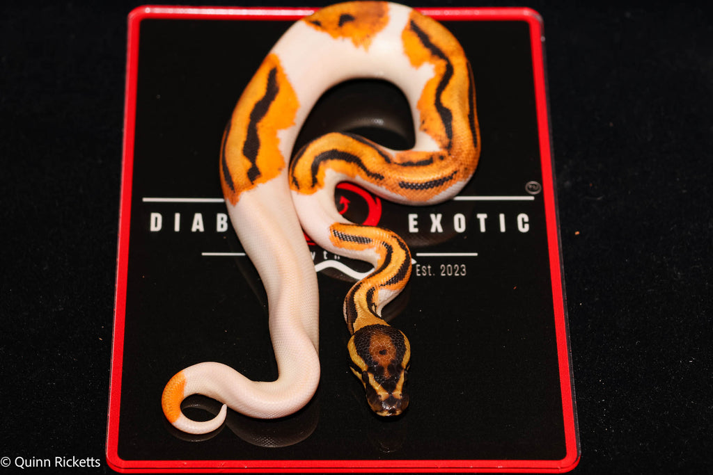 Bang Leopard Orange Dream Piebald Het Desert Ghost