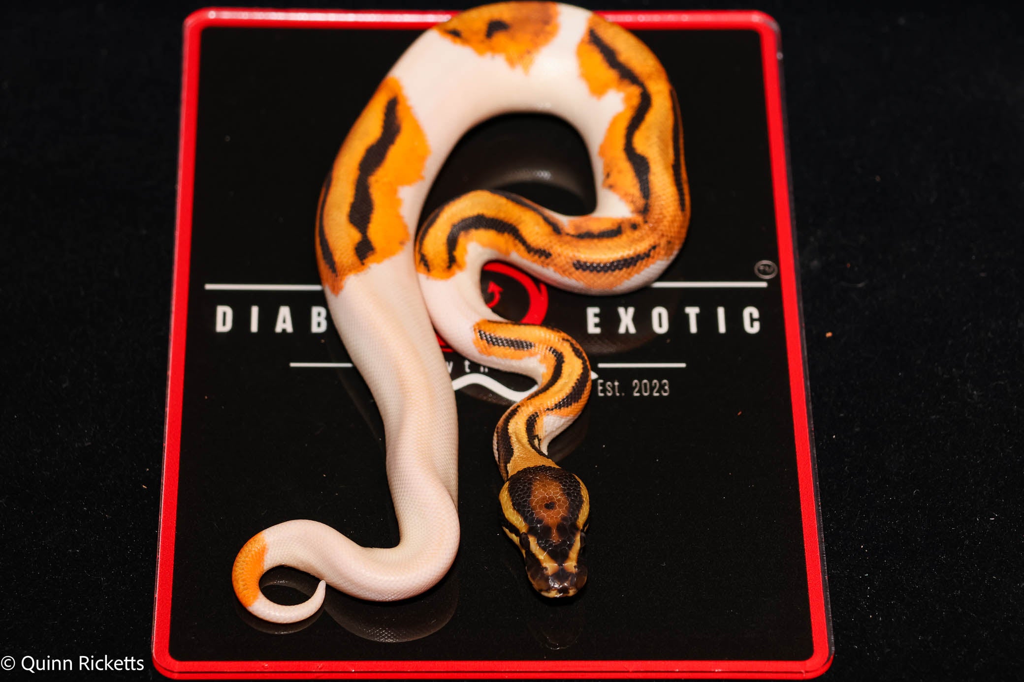 Bang Leopard Orange Dream Piebald Het Desert Ghost