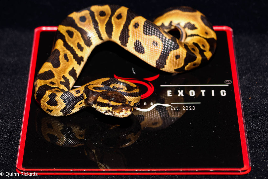 Orange Dream Bang Leopard Het Piebald Het Desert Ghost Ball Python