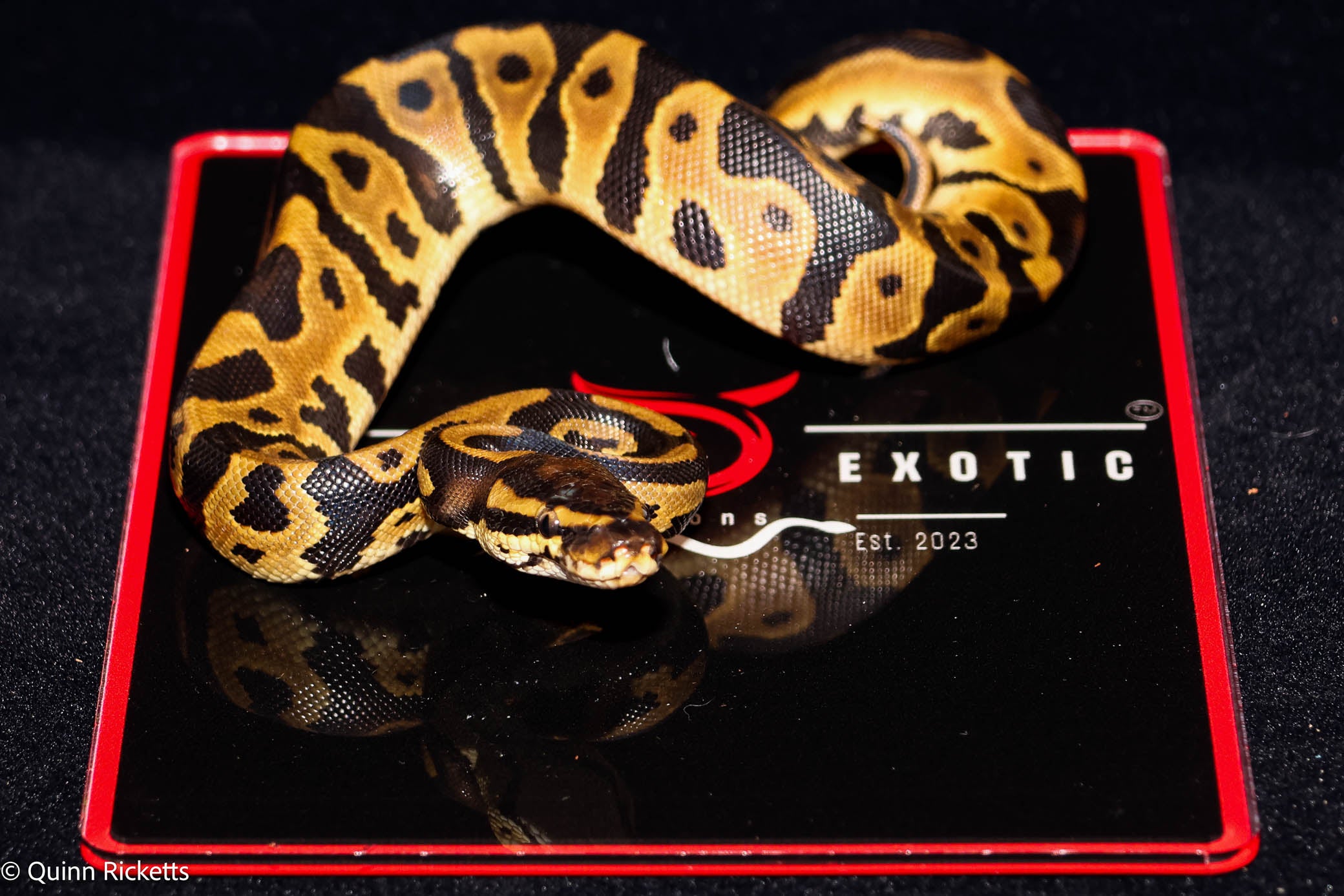 Orange Dream Bang Leopard Het Piebald Het Desert Ghost Ball Python