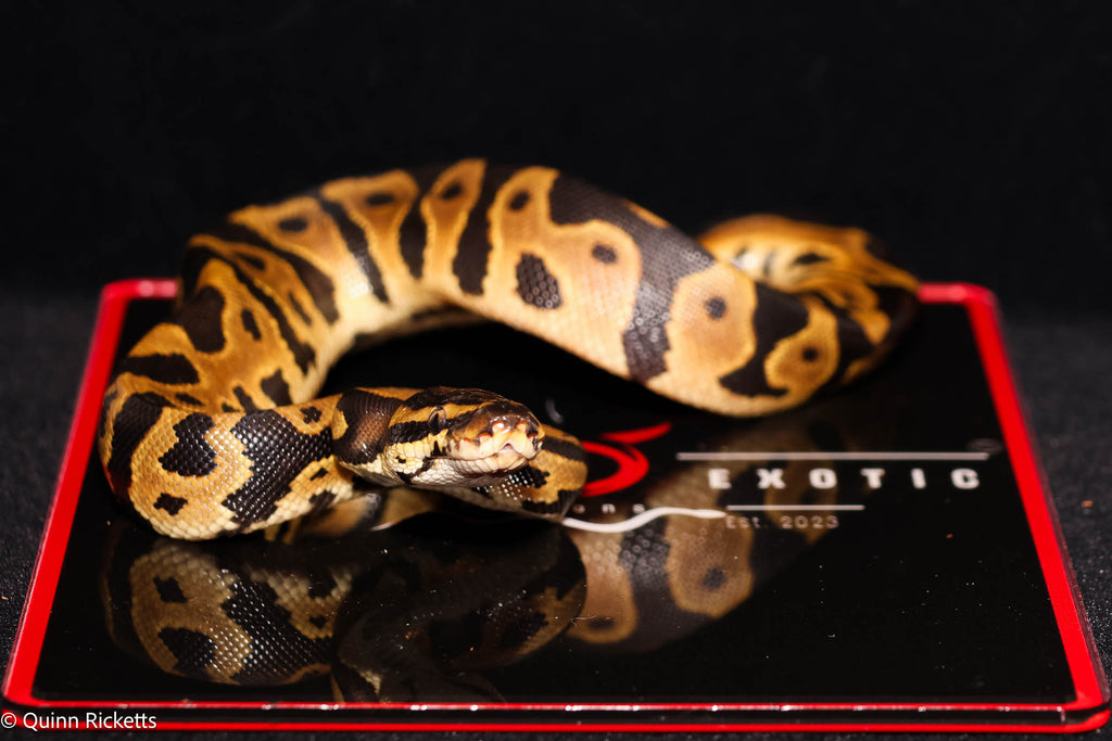 Orange Dream Bang Leopard Het Piebald Het Desert Ghost Ball Python