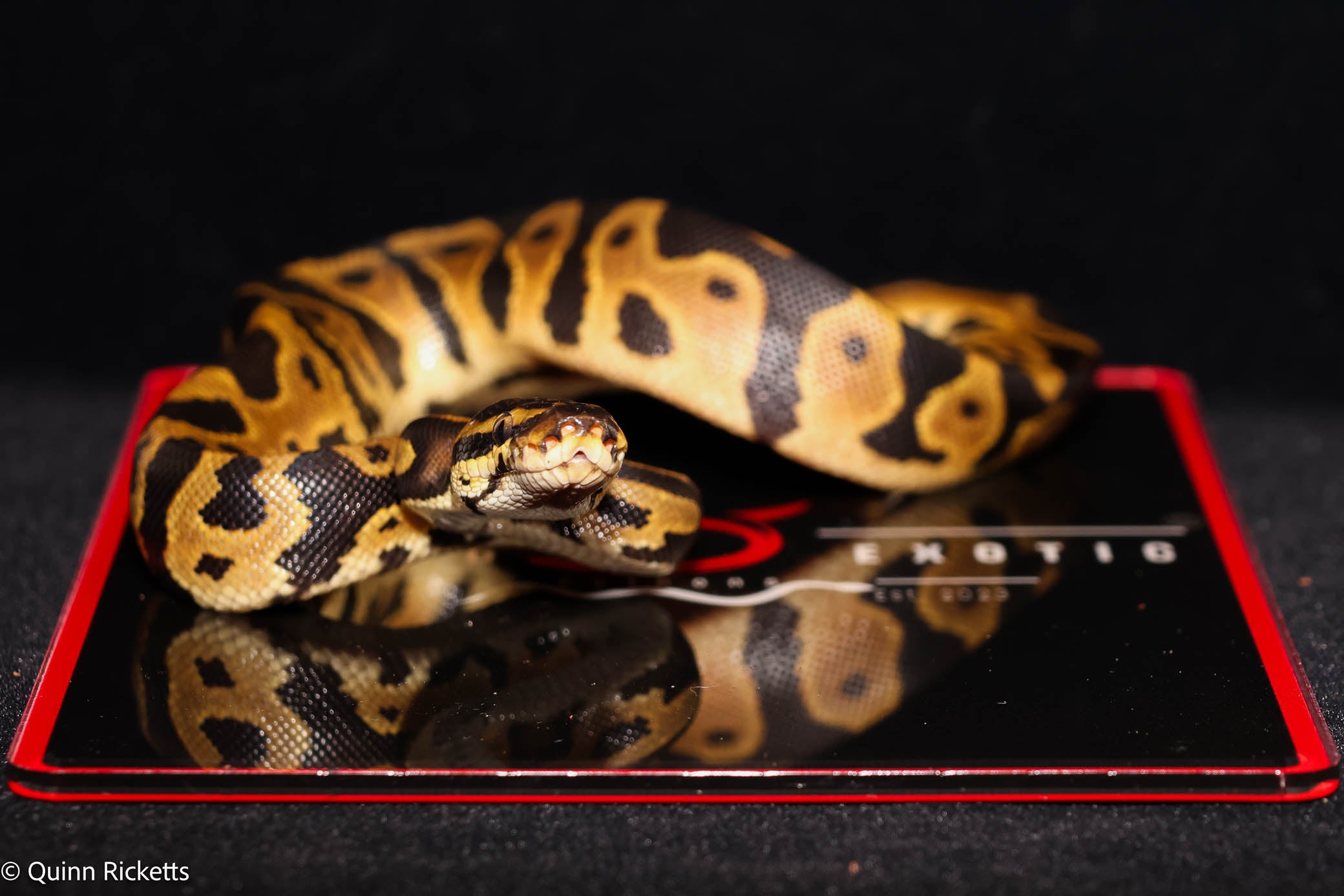 Orange Dream Bang Leopard Het Piebald Het Desert Ghost Ball Python