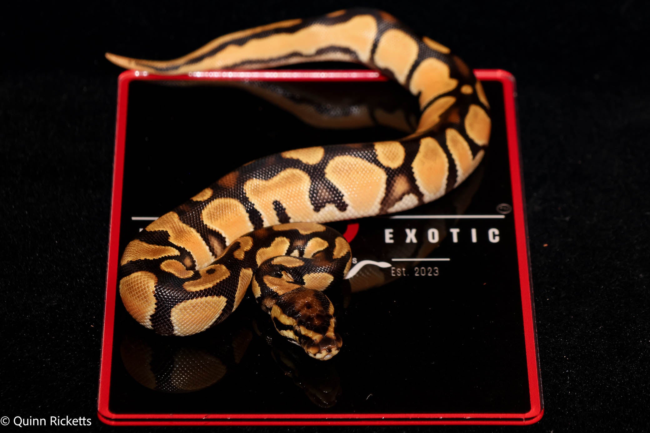 Bang Orange Dream Leopard Het Piebald Het Desert Ghost Ball Python