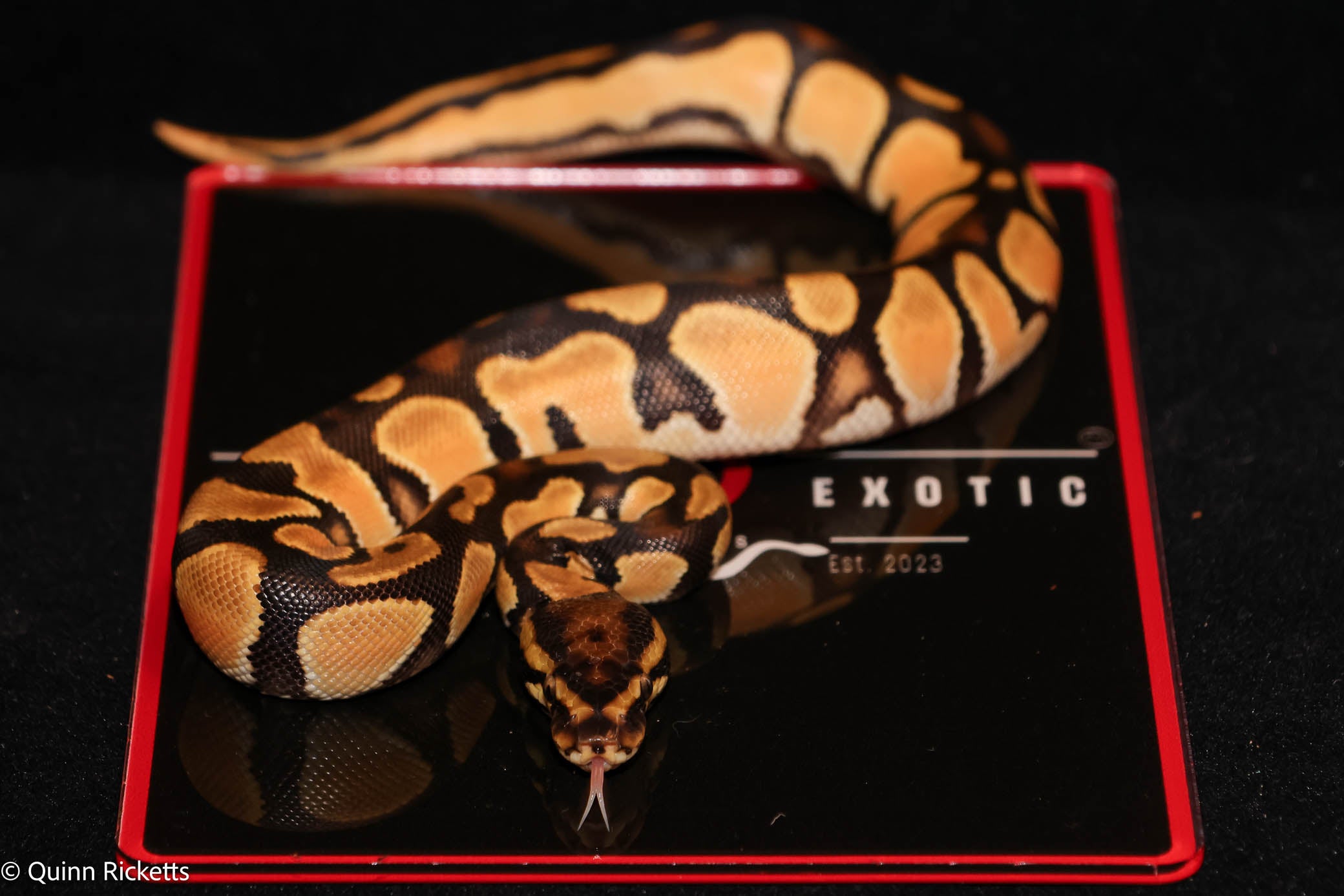 Bang Orange Dream Leopard Het Piebald Het Desert Ghost Ball Python