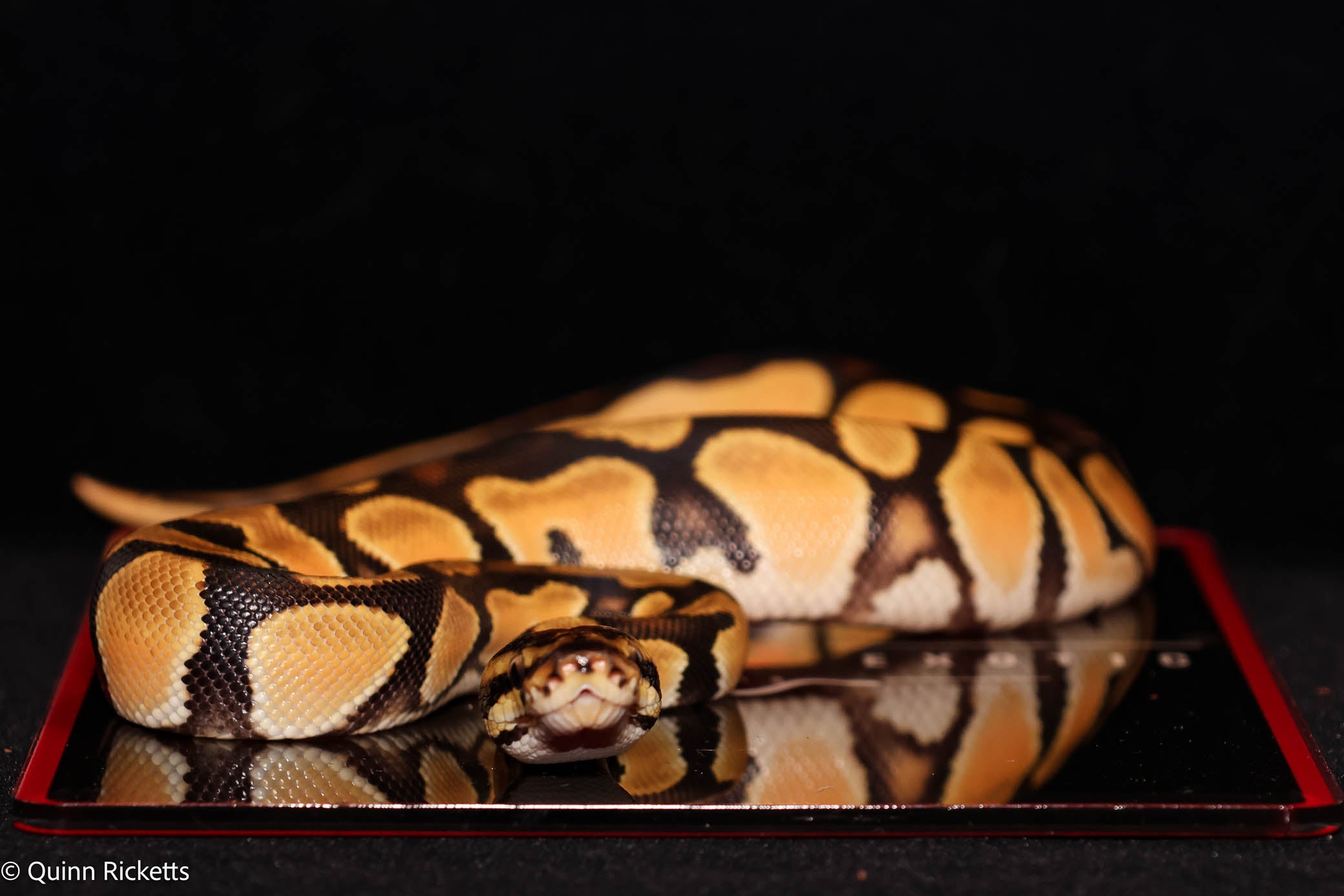 Bang Orange Dream Leopard Het Piebald Het Desert Ghost Ball Python