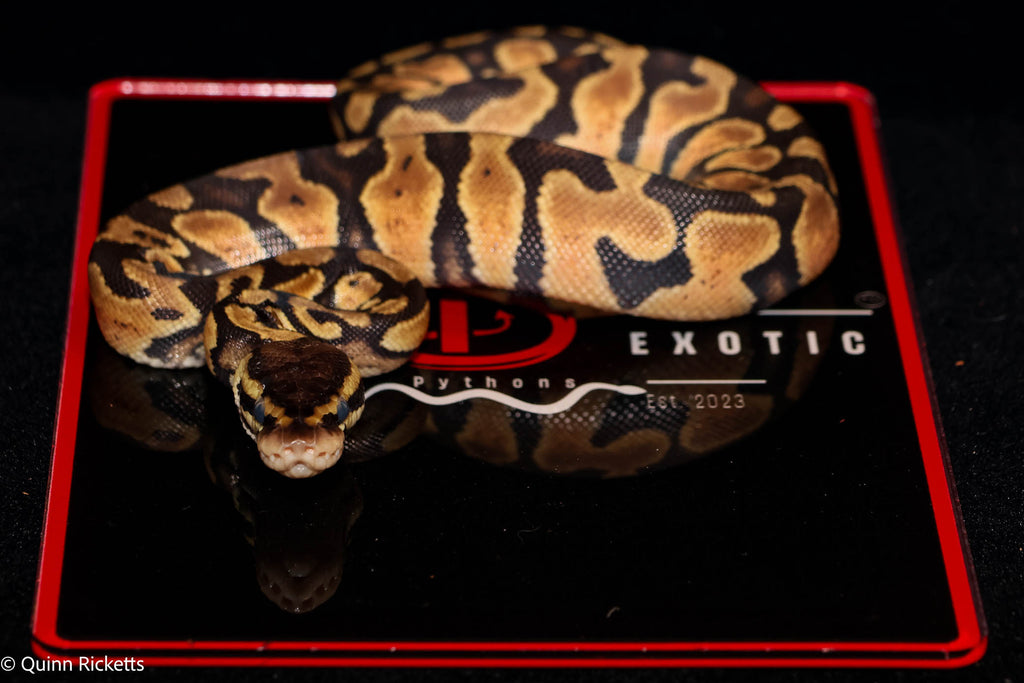 Bang Pastel Het Piebald Ball Python