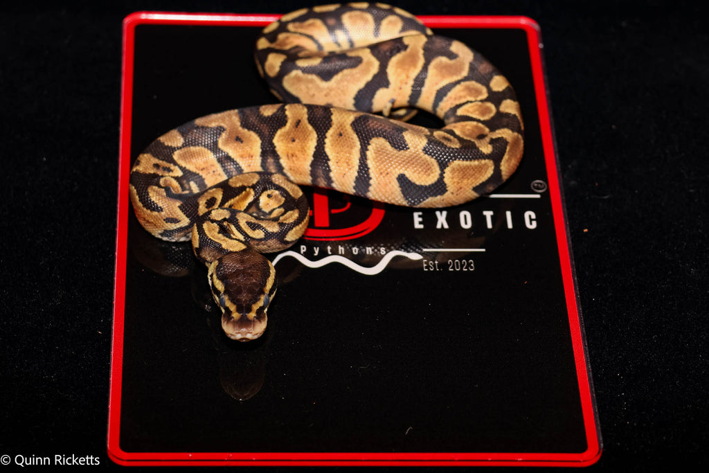 Bang Pastel Het Piebald Ball Python
