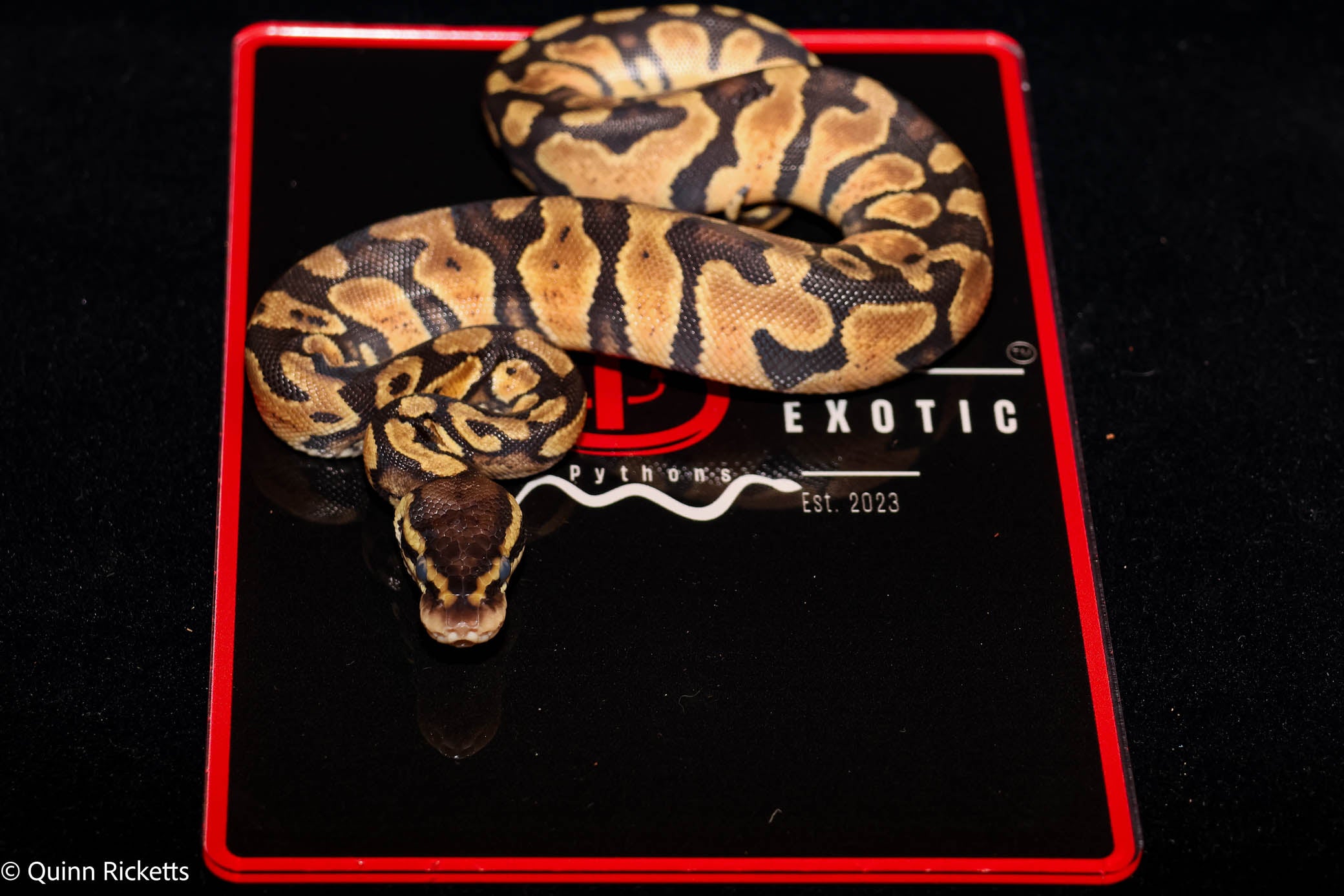 Bang Pastel Het Piebald Ball Python