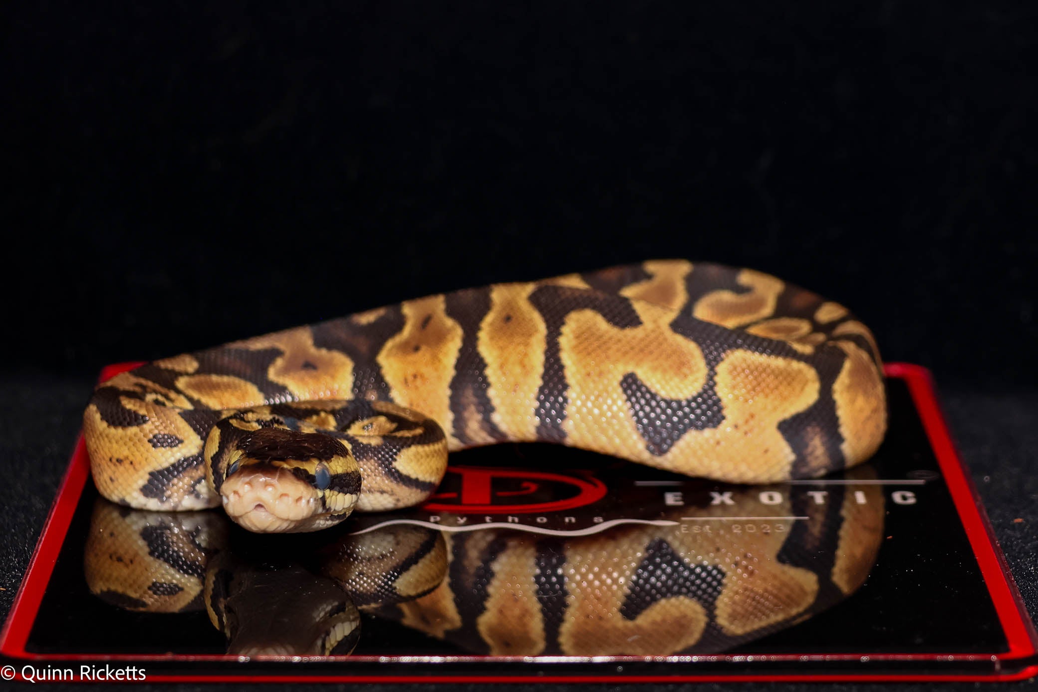 Bang Pastel Het Piebald Ball Python