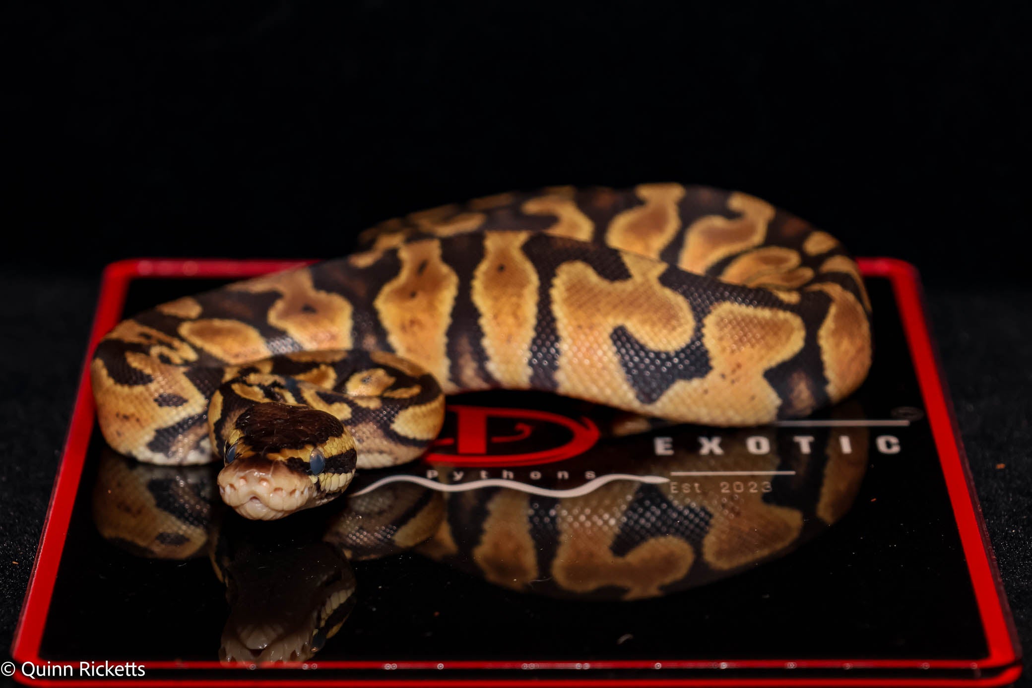 Bang Pastel Het Piebald Ball Python