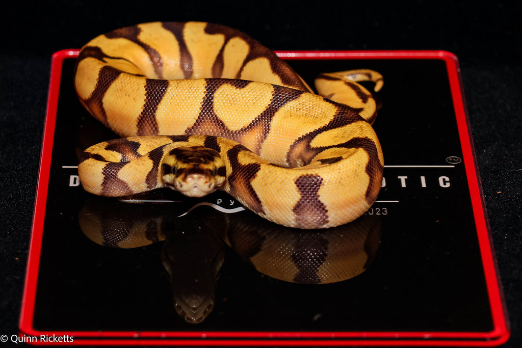 Bang Enchi Pastel Het Piebald Ball Python