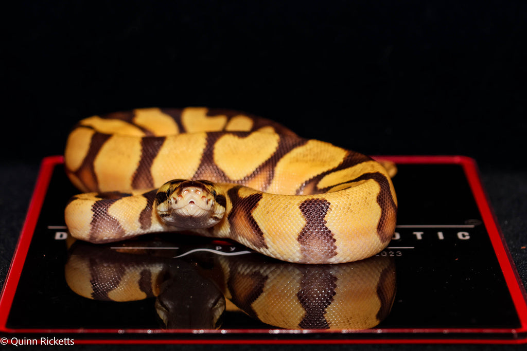 Bang Enchi Pastel Het Piebald Ball Python