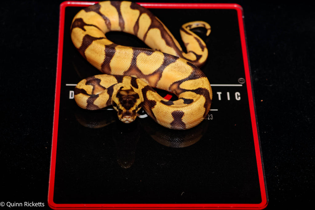 Bang Enchi Pastel Het Piebald Ball Python