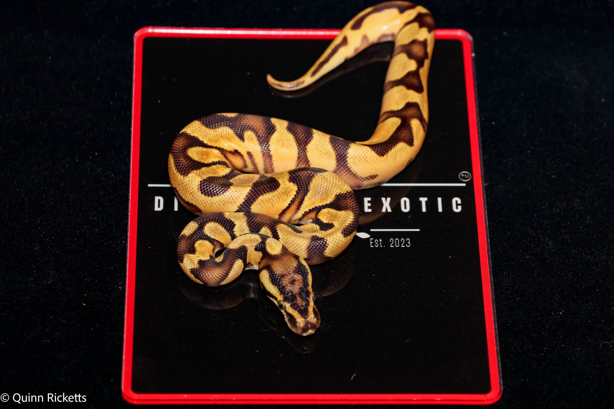 Bang Enchi Pastel Het Piebald Ball Python