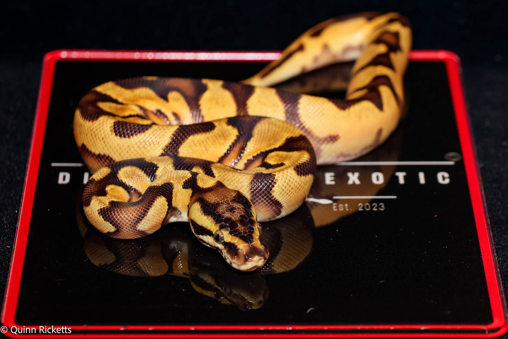 Bang Enchi Pastel Het Piebald Ball Python