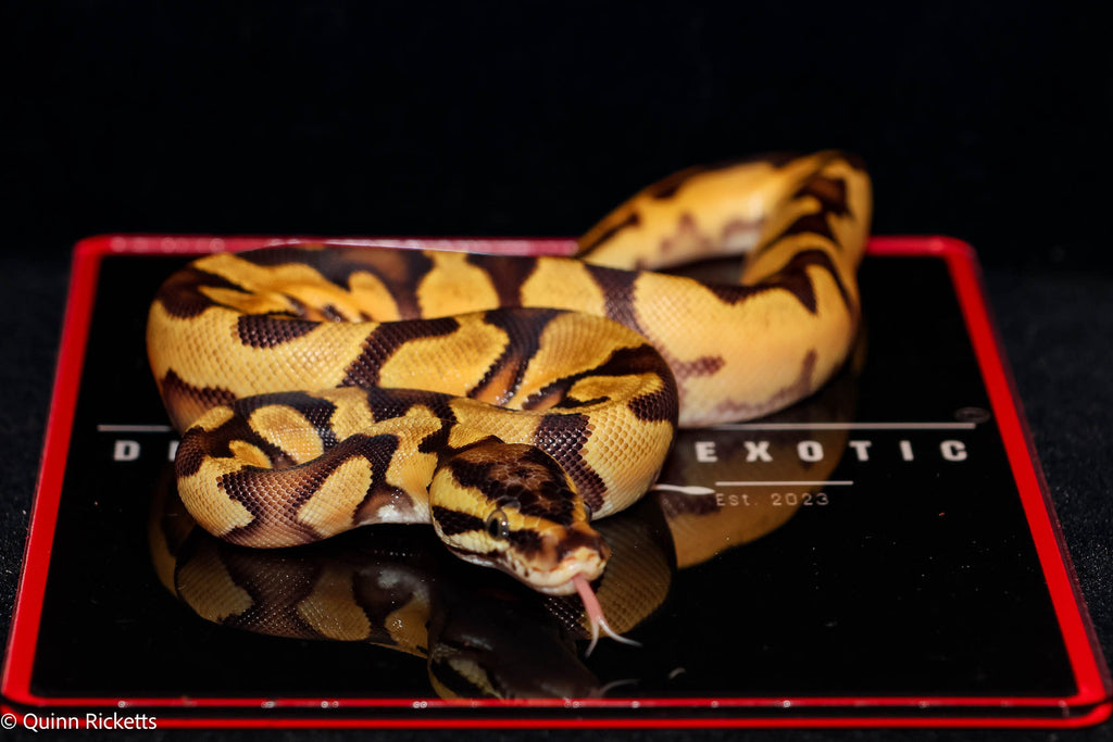 Bang Enchi Pastel Het Piebald Ball Python