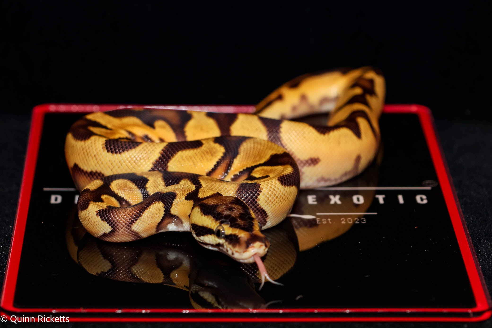 Bang Enchi Pastel Het Piebald Ball Python