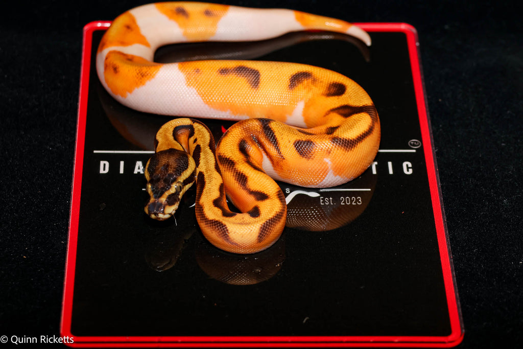 Bang Enchi Piebald Ball Python