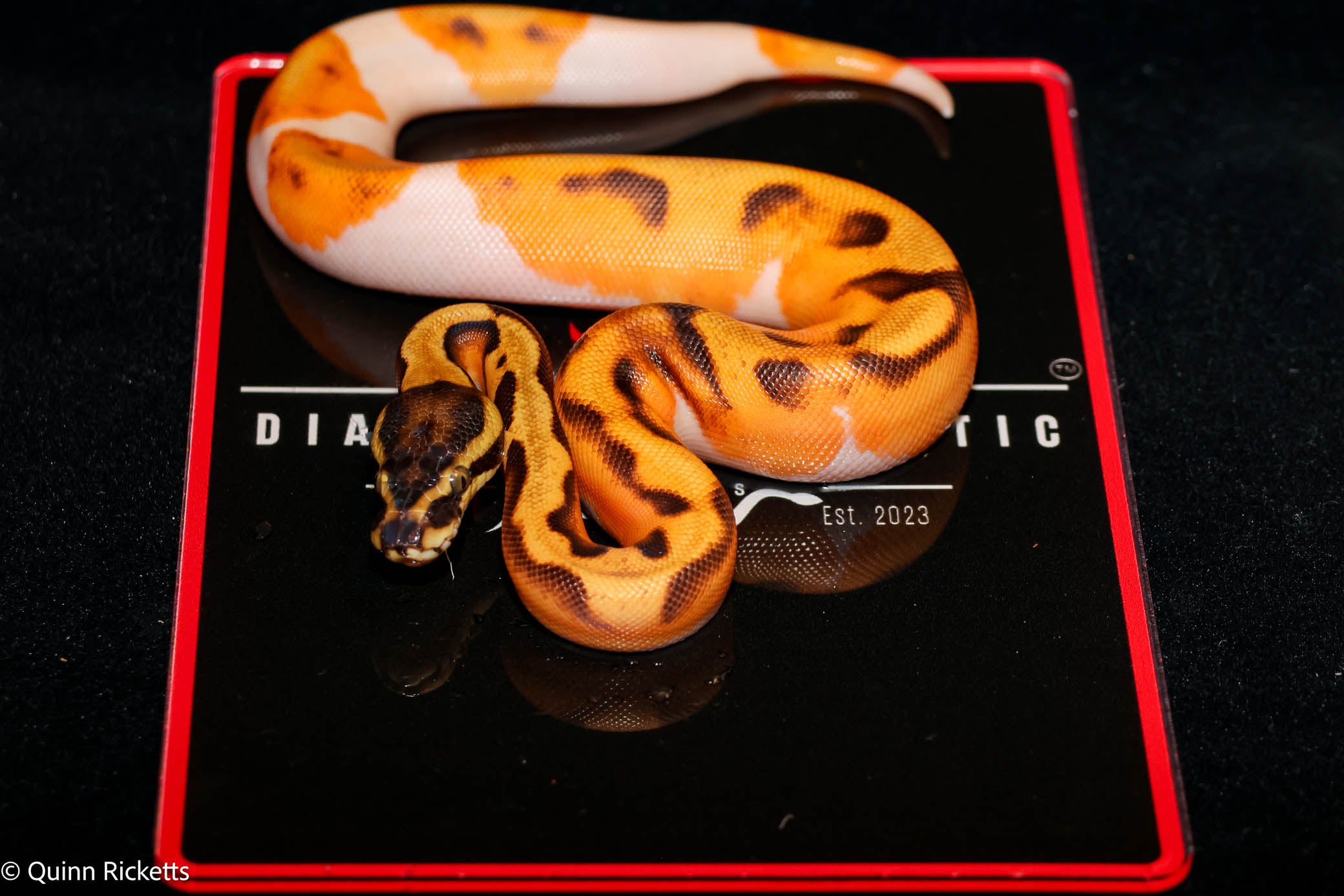Bang Enchi Piebald Ball Python