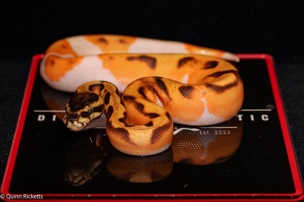 Bang Enchi Piebald Ball Python