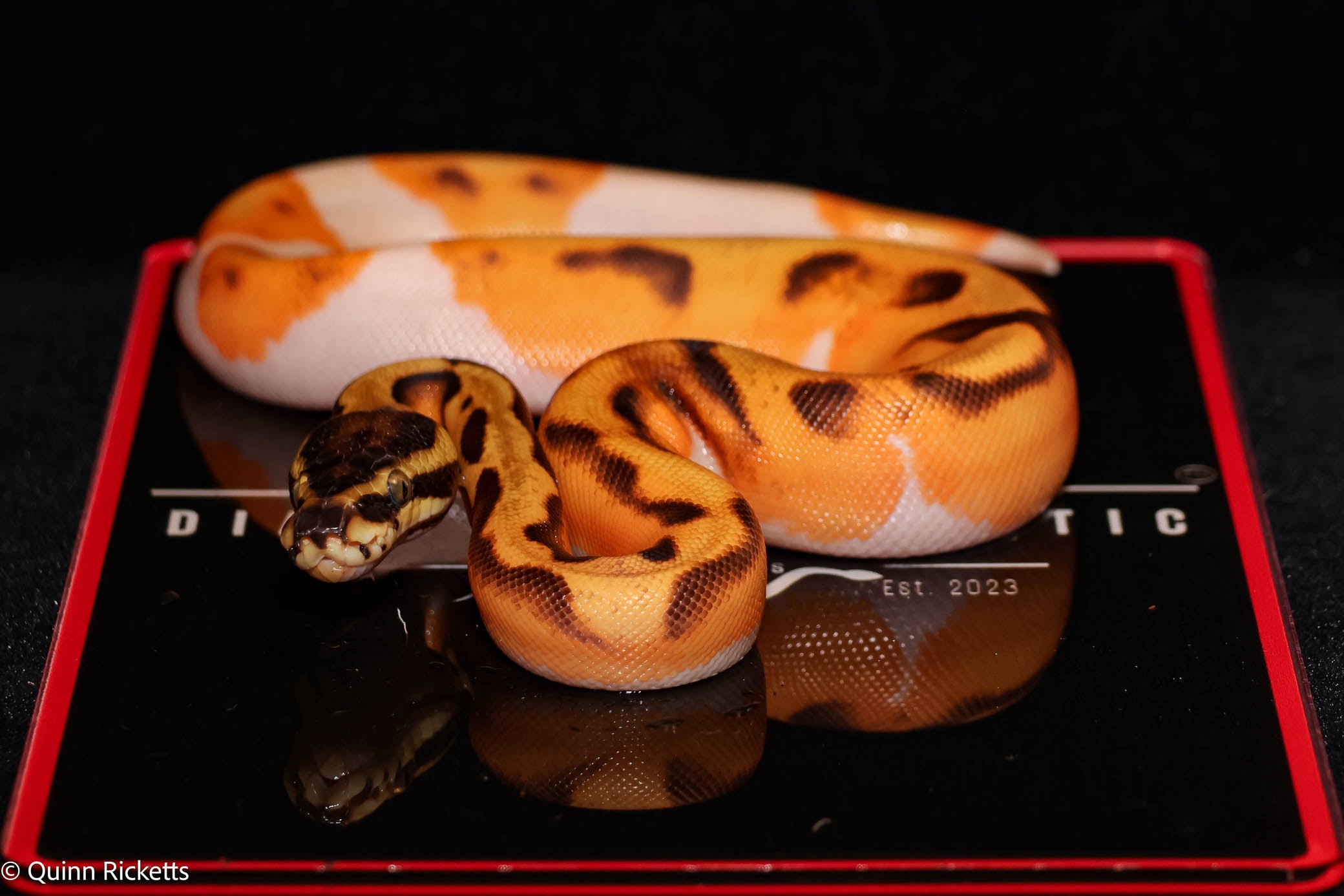 Bang Enchi Piebald Ball Python